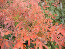 Acer palmatum Bloodgood (2012, Nov.07)