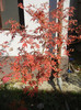 Acer palmatum Bloodgood (2012, Nov.07)