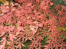 Acer palmatum Bloodgood (2012, Nov.07)