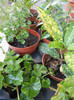 House Plants (2012, November 04)