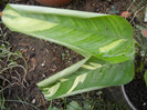 Calathea oppenheimiana (2012, Nov.02)