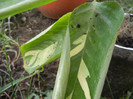 Calathea oppenheimiana (2012, Nov.02)