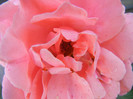 Rose Pleasure (2012, November 07)