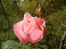 Royal Highness rose, 07nov2012