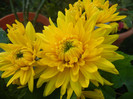 Yellow Chrysanthemum (2012, Nov.03)