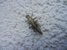 Bug_Gandacel (2012, November 03)