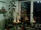 8 nov 2012-flori 002