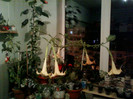 8 nov 2012-flori 004