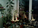 8 nov 2012-flori 008