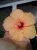 8 nov 2012-flori 050