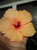 8 nov 2012-flori 048