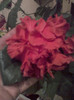 8 nov 2012-flori 053