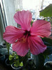 8 nov 2012-flori 059