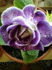 8 nov 2012-flori 060