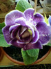 8 nov 2012-flori 062