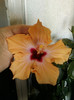 8 nov 2012-flori 066