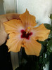 8 nov 2012-flori 065