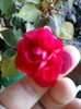 8 nov 2012-flori 073