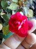 impatiens rosu batut