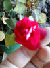 8 nov 2012-flori 078