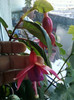 8 nov 2012-flori 080