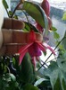 8 nov 2012-flori 077