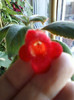 8 nov 2012-flori 081