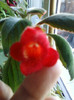 kohleria eriantha