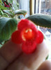8 nov 2012-flori 079