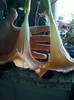 8 nov 2012-flori 084