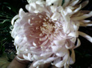 8 nov 2012-flori 087