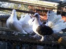Photo0082