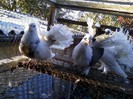 Photo0083