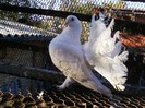 Photo0084