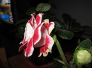 Gloxinia