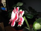 Gloxinia