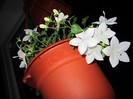 Campanula
