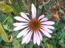 echinacea