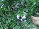 phlox subulata