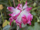 Double Pink Morning Glory (2012, Nov.07)