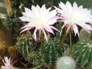 mamillaria alba