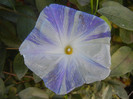 Ipomoea Flying Saucers (2012, Nov.03)