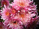 Purple & White Chrysanth (2012, Nov.07)