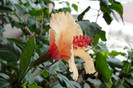 hibiscus Rowena's Weding