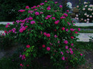 trandafir rose de resht