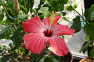 hibiscus Versicolor