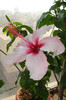 hibiscus Natal