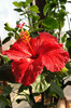 hibiscus Helene