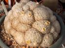 Mammillaria_plumosa_2[1]