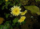 DSCN1419